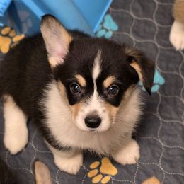 Buckshot - Black and tan male Pembroke Welsh Corgi puppy in Charleston, Arkansas from Hilltop Corgis