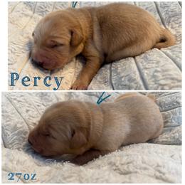 Percy - Yellow male Labrador Retriever puppy in Hartly, Delaware from Triple Threat Labradors