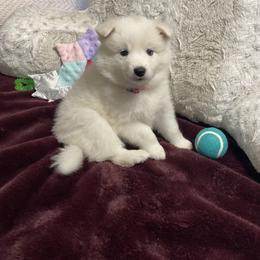 Riley - White female American Eskimo Dog puppy in Westwego, Louisiana from Connie's American Eskimo Dogs and Mini Australian Shepherd Dogs