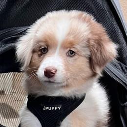 Lily - Red merle female Miniature American Shepherd puppy in Carson City, Nevada from Springhill Miniature American Shepherds