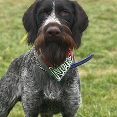 Nero - German Wirehaired Pointer