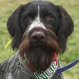 Nero - German Wirehaired Pointer