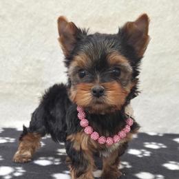 Dolly - Blue and gold female Yorkshire Terrier puppy in Monticello, Iowa from Ashley’s Puppies