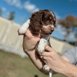 Dachshund Puppies from Dachshundly Perfect