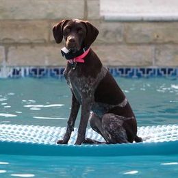 German Shorthaired Pointers from Michele's German Shorthaired Pointers