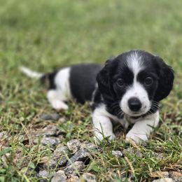Girl 2 - Piebald female Dachshund puppy in Rutherfordton, North Carolina from Ziva's Friends