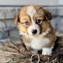 Snickers-Black collar male - Sable male Pembroke Welsh Corgi puppy in Benjamin, Utah from Nuna’s  Corgis