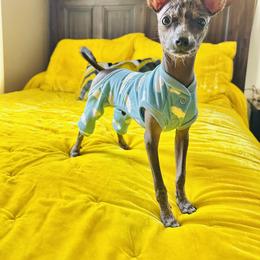 Chihuahua and Chinese Crested Puppies from Western Kentucky Chihuahua’s and Chinese Crested’s