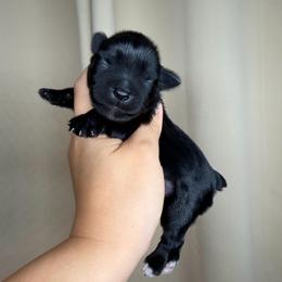 Brandon - Black male Miniature Schnauzer puppy in Montebello, California from Rod Schnauzers