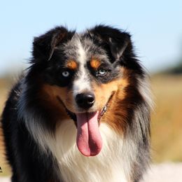 Taz - Australian Shepherd