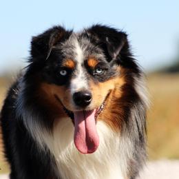 Taz - Australian Shepherd