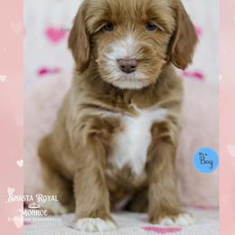 Keepsake - Caramel red male Australian Labradoodle puppy in Redding, California from Shasta Royal Monroe Puppies