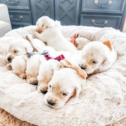 Pick 4 - Light golden male Golden Retriever puppy in Deer Lodge, Tennessee from SelahGold