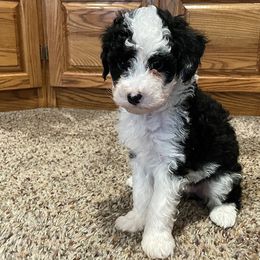 Willow - Bernedoodle puppy in Pellston, Michigan from MiniDoodleMama