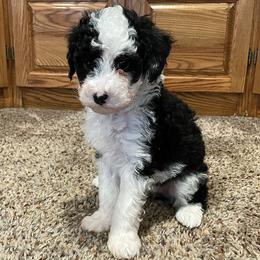 Willow - Bernedoodle puppy in Pellston, Michigan from MiniDoodleMama
