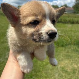 Boi - Red male Pembroke Welsh Corgi puppy in Delton, Michigan from CorGizmo