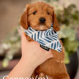 Cannon - Red  male Goldendoodle puppy in Acton, Maine from Silver Pines Pups