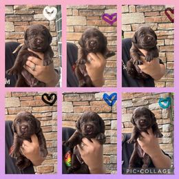 Blue Collar Female - Chocolate female Labrador Retriever puppy in Kissimmee, Florida from SunState Labs