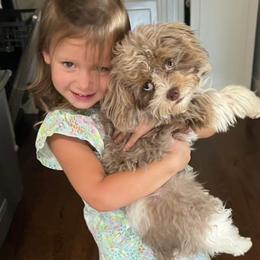 Cavapoo Puppies from Sassy Sailor & Company