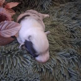 Domino - White and black female Pembroke Welsh Corgi puppy in Gaffney, South Carolina from Battlefield Kennels