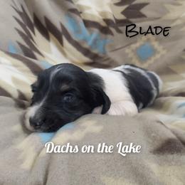 Blade - Black male Dachshund puppy in Grove, Oklahoma from Dachs on the lake