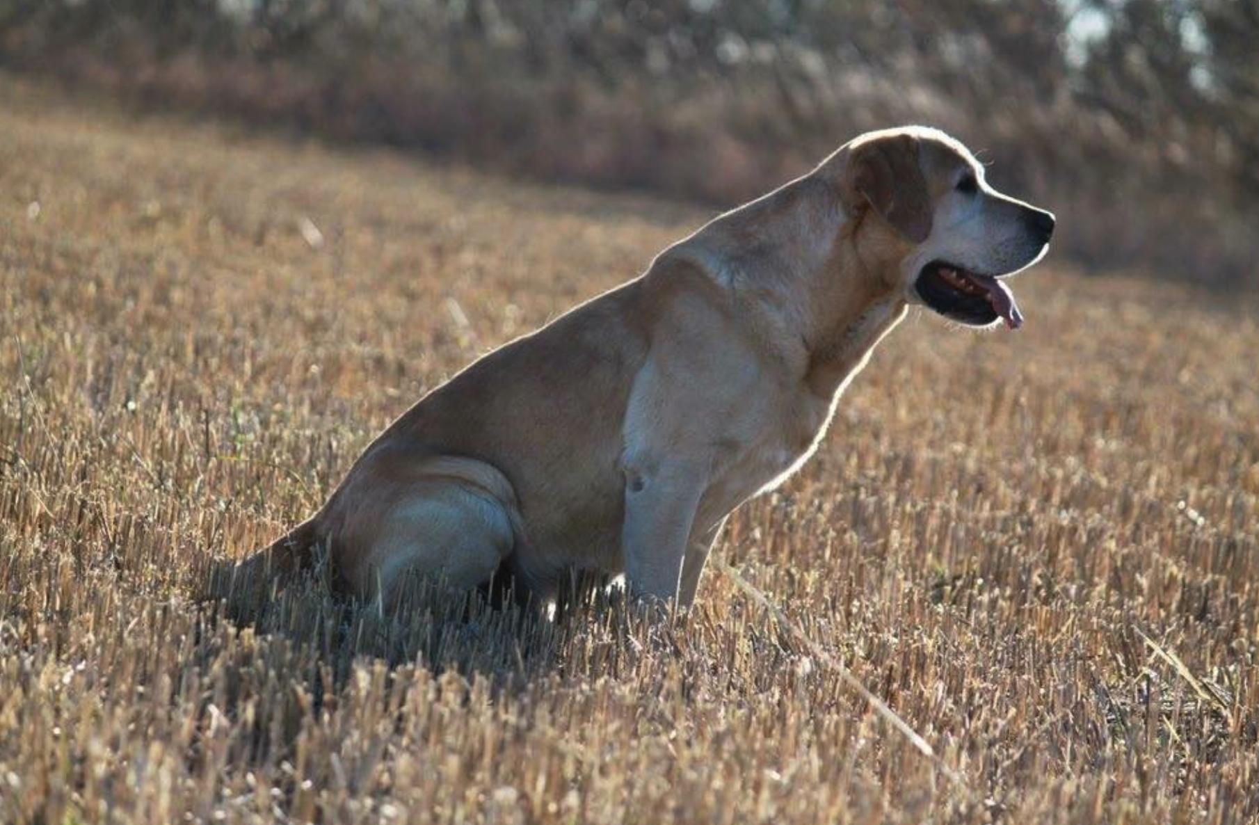 Winterwind Labradors and Border Terriers in Michigan | Border Terrier ...