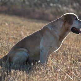 Border Terriers and Labrador Retrievers from Winterwind Labradors and Border Terriers