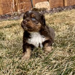 Chili - Red tri female Miniature Australian Shepherd puppy in Bozeman, Montana from +s mini Aussies
