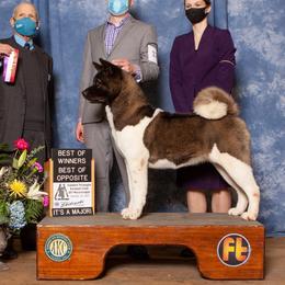 Ophelia - Akita