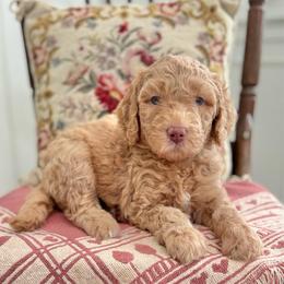 Bedtime Bear- Light Blue Collar - Apricot male Goldendoodle puppy in Bay City, Texas from Charming Doods Goldendoodles