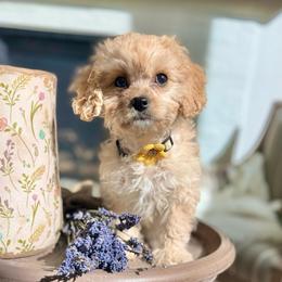 Clementine - Ruby female Cavachon puppy in Draper, Utah from Peaks Pups & Cavachon Love Chocolate Cavaliers, Cavaliers, Cavachon’s, Cavapoos & Havanese