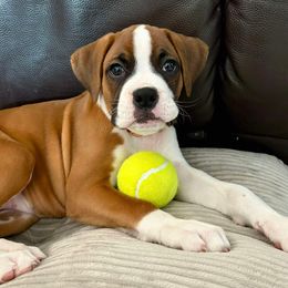 Boxer Puppies from Starlight Boxer Corner