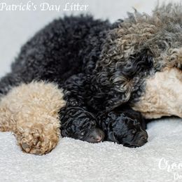 Goldendoodle and Poodle Puppies from Corbin’s Southern Curl’s
