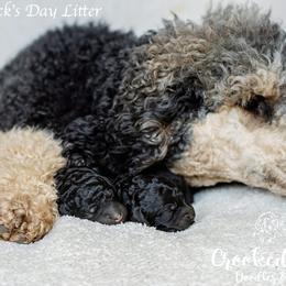 Goldendoodle and Poodle Puppies from Corbin’s Southern Curl’s