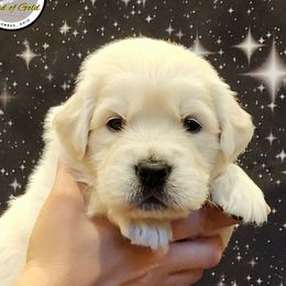 Queen Padme Ama-dog-a - Light golden female Golden Retriever puppy in Gahanna, Ohio from Land of Gold - English Golden Retrievers