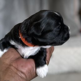 Maltese, Pomeranian, Shih Tzu, and Yorkshire Terrier Puppies from Gibbs Gorgeous Paws LLC
