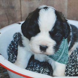 Saint Bernard Puppies from Atkinson Saint Bernards
