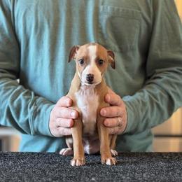 Boy 1 - Red male Italian Greyhound puppy in Sugar Valley, Georgia from Pinnacle Farm and Kennel