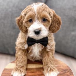 Bernedoodles, Cavapoos, and Goldendoodles from Florida Coast Doodles
