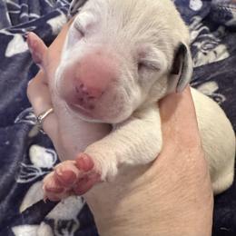 Glacier - White and black male Dalmatian puppy in Travelers Rest, South Carolina from Cotton Top