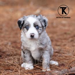 Myla - BMF - Blue merle female Miniature Australian Shepherd puppy in Nacogdoches, Texas from TK Standard, Mini, & Toy Aussies