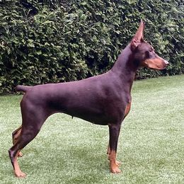Blush - Doberman Pinscher