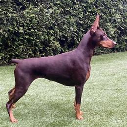 Blush - Doberman Pinscher