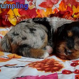 Dumpling - Blue merle female Miniature Australian Shepherd puppy in Muskogee, Oklahoma from Tagalong Lane Australian shepherds