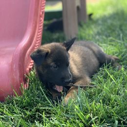 Belgian Malinois Puppies from Tehachapi Malinois