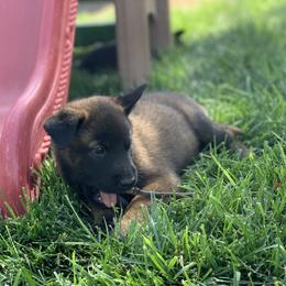 Belgian Malinois Puppies from Tehachapi Malinois
