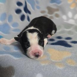 Hoa Hoa - Black and white male Border Collie puppy in Chicora, Pennsylvania from Riverwood