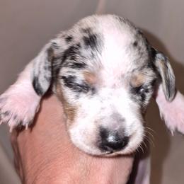 Max - Dapple male Dachshund puppy in Antlers, Oklahoma from MoMo's Dachshunds