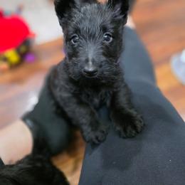 Purple collar female lilac - Black female Scottish Terrier puppy in Seymour, Missouri from Fairview's Precious Pups