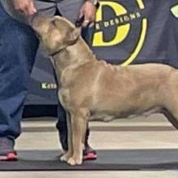 American Bully All Grown Up from Vixen Bully Camp